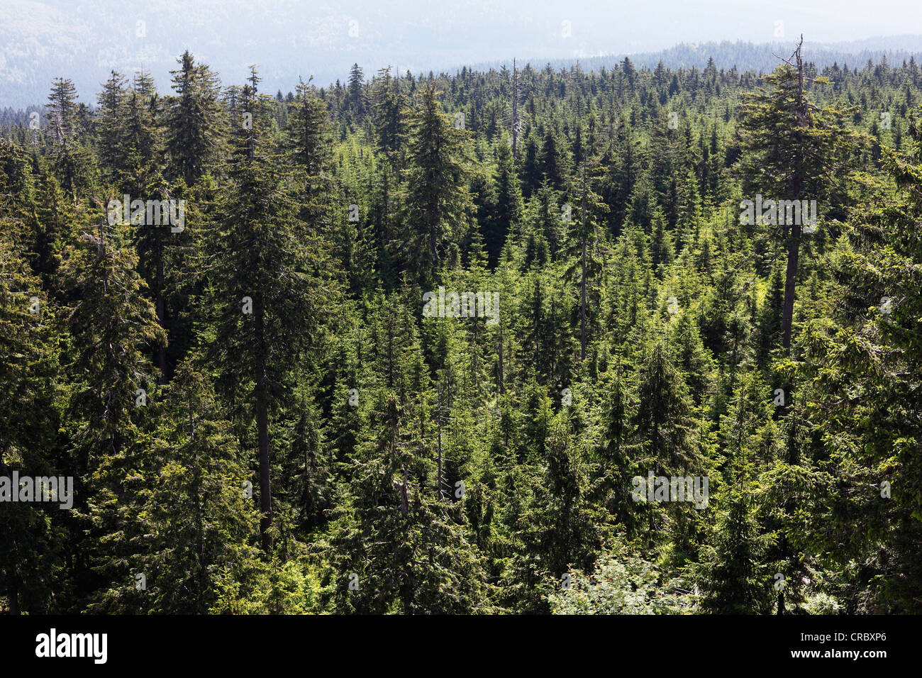 Spruce forest, Ochsenkopf mountain, Fichtelgebirge mountain range, Upper Franconia, Franconia, Bavaria, PublicGround Stock Photo