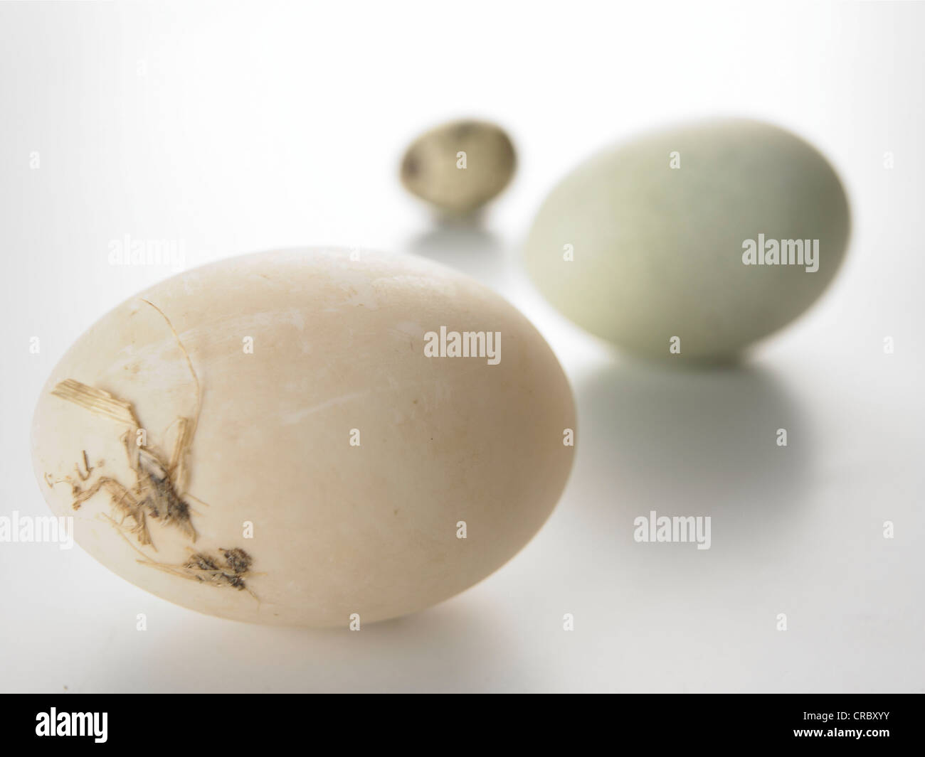 3 eggs on neutral background blue brown speckled Stock Photo