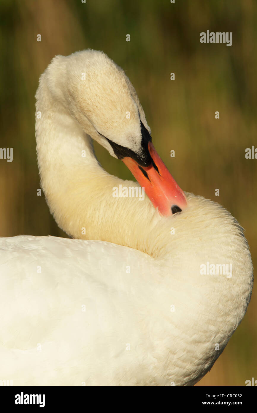 Mute swan (Cygnus olor) preening, close view of head, neck and upper body. Showing plumage colour and feather details. Stock Photo