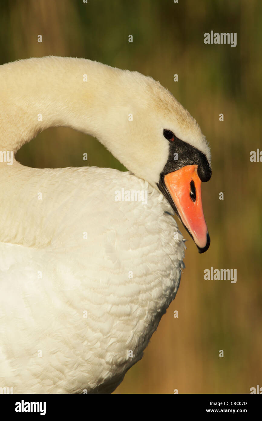 Mute swan (Cygnus olor), close view of  head, neck and upper body. Showing plumage colour and feather details. Stock Photo