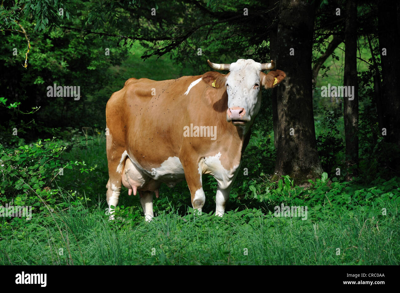 cow pasture, with flies Stock Photo