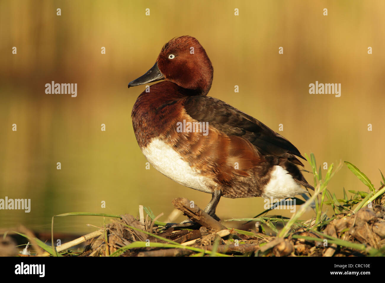 Ferruginous duck (Aythya nyroca) male Stock Photo