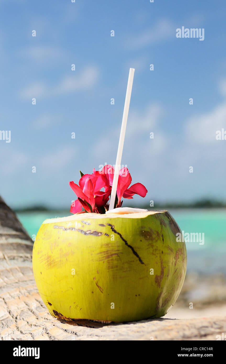 Coconut with drinking straw on a palm tree at the sea Stock Photo