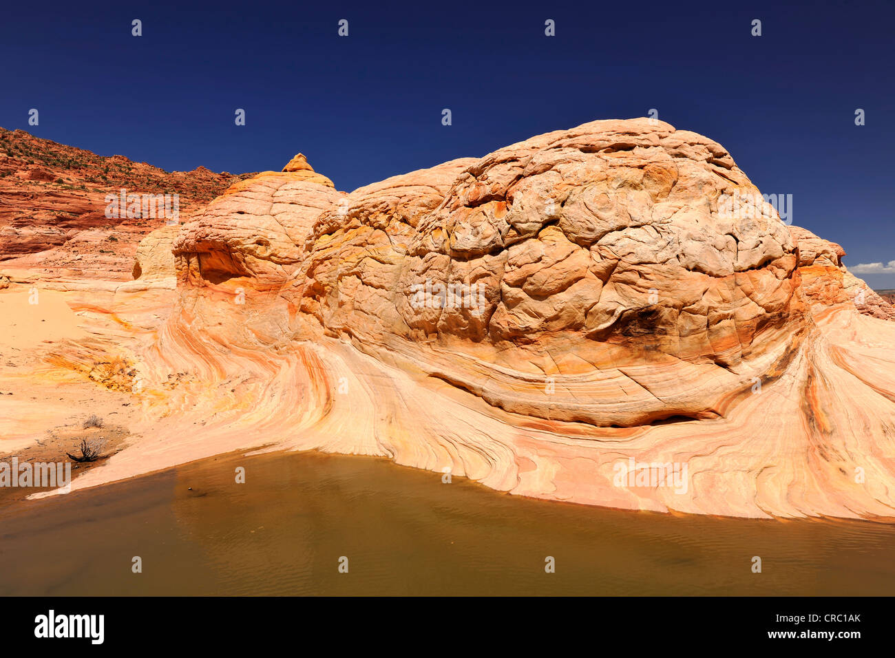Brain Rocks and pool of rain water, Top Rock, southern entrance to The Wave sandstone formation, North Coyote Buttes, Paria Stock Photo