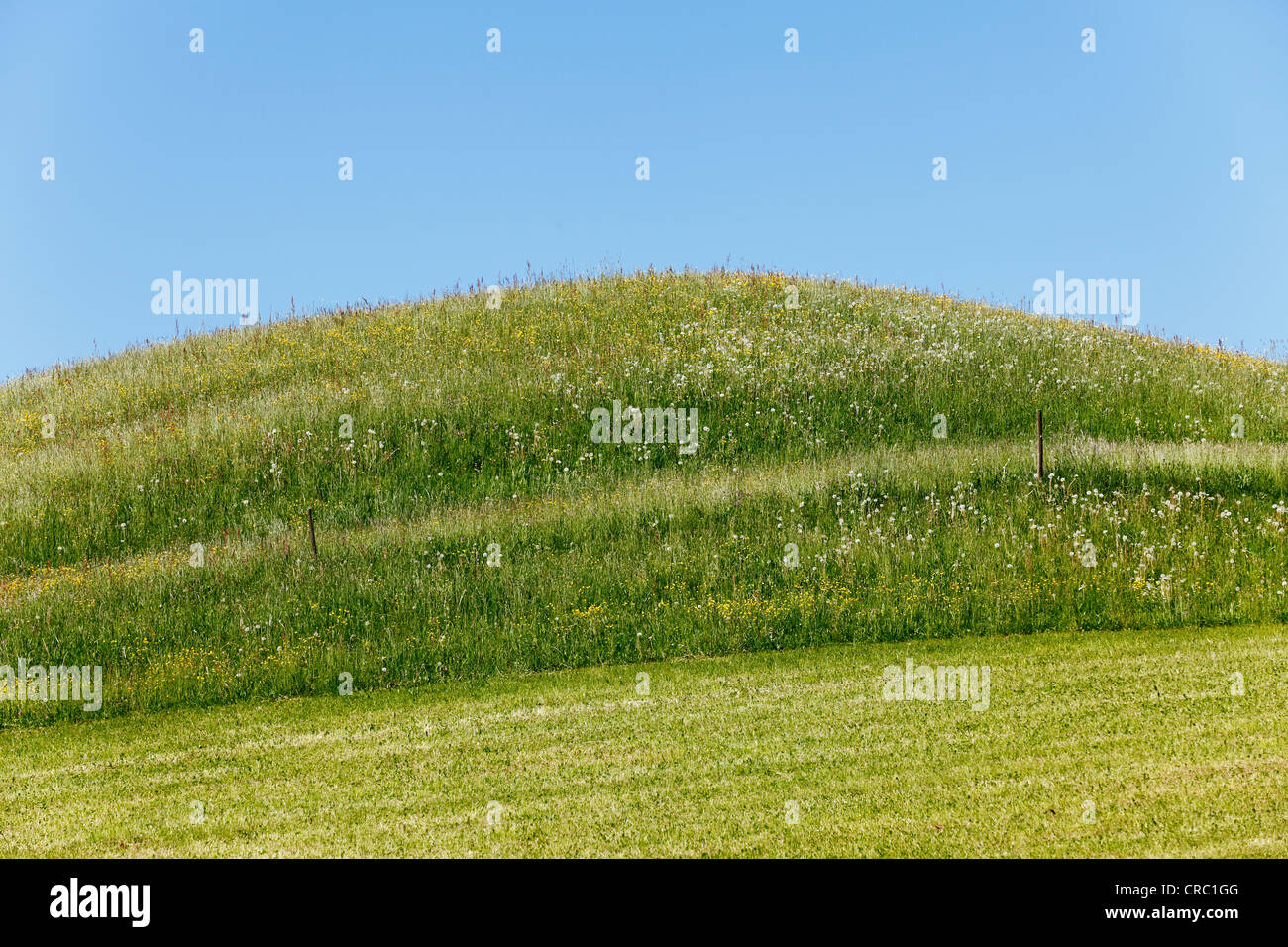 Mown and uncut grass, Irschenberg, Oberland, Upper Bavaria, Bavaria, Germany, Europe, PublicGround Stock Photo