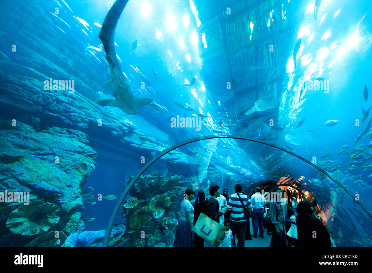 dubai mall aquarium tunnel