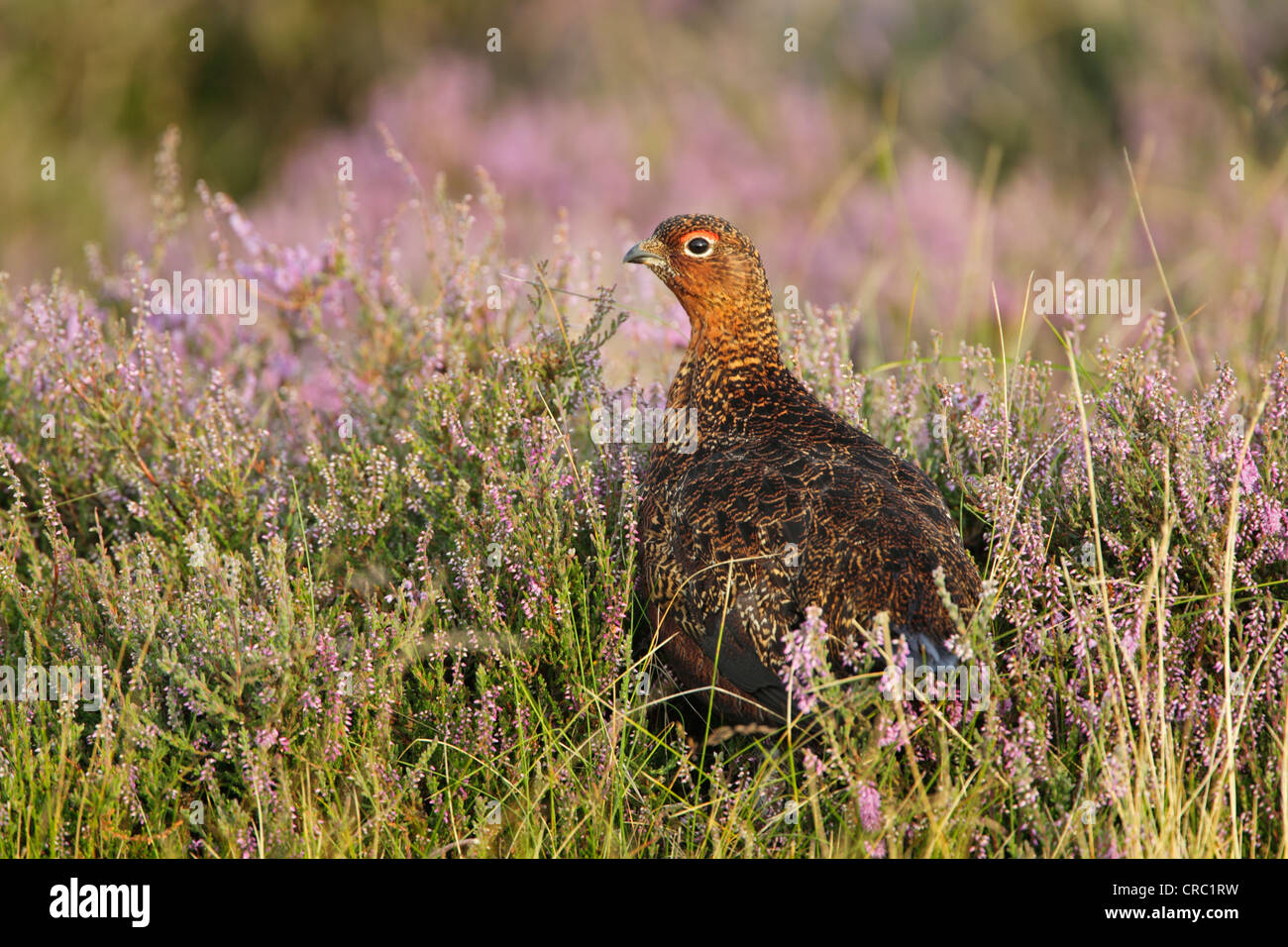 Red Grouse (Lagopus lagopus scotica) male among flowering heather Stock Photo
