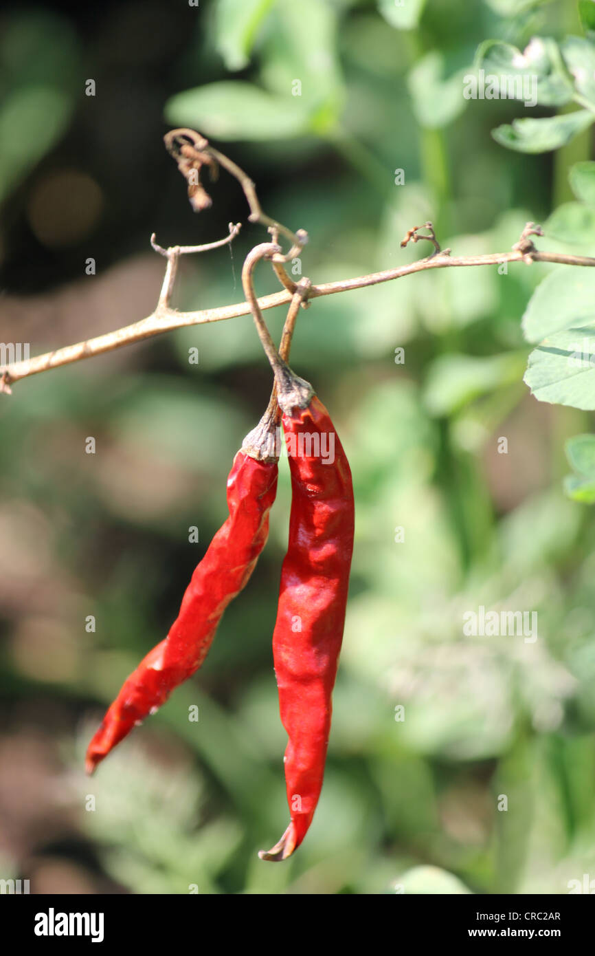 Chile plant with fruit hires stock photography and images Alamy