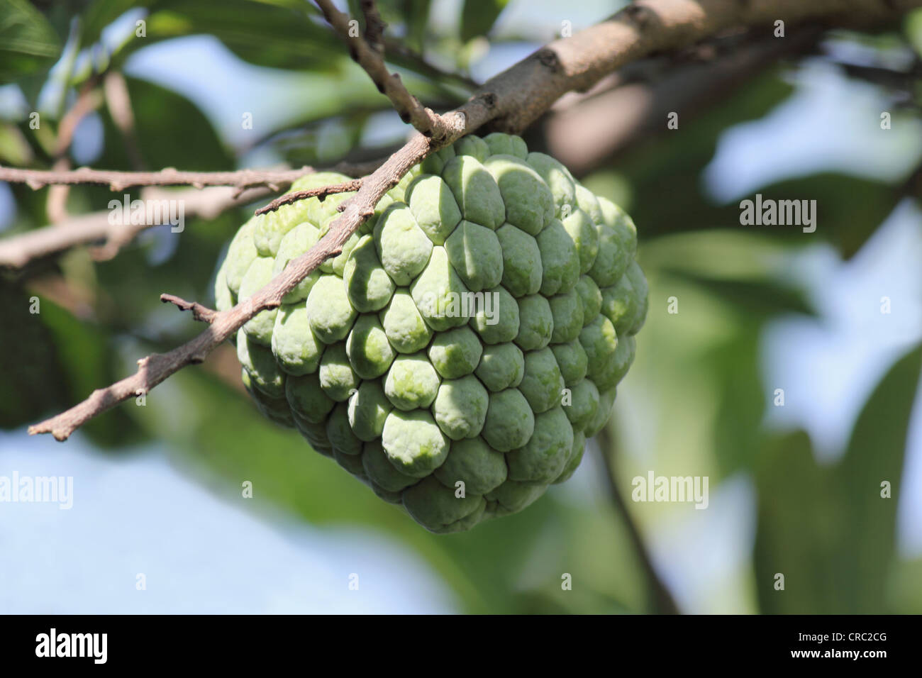 Custard Apple on the tree Stock Photo