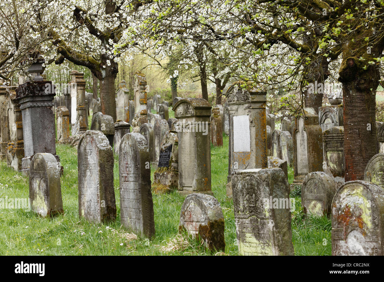 Jewish cemetery in Hagenbach in Pretzfeld, cherry blossoms, Franconian Switzerland, Upper Franconia, Franconia, Bavaria Stock Photo
