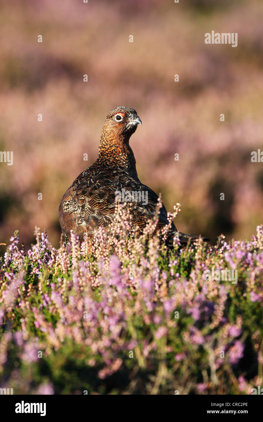 Red Grouse (Lagopus lagopus scotica) male among flowering heather Stock Photo