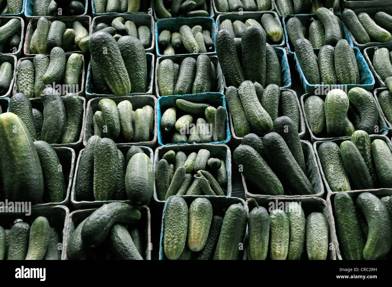 PICKLING CUCUMBERS,FARMER'S MARKET,ANN ARBOR,MICHIGAN,USA Stock Photo