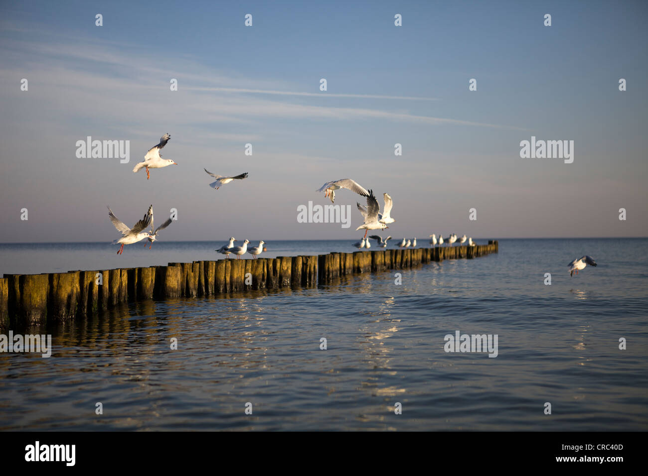 Seagulls perched on groynes in the morning light on the Baltic Sea near Rostock, Mecklenburg-Western Pomerania, Germany, Europe Stock Photo