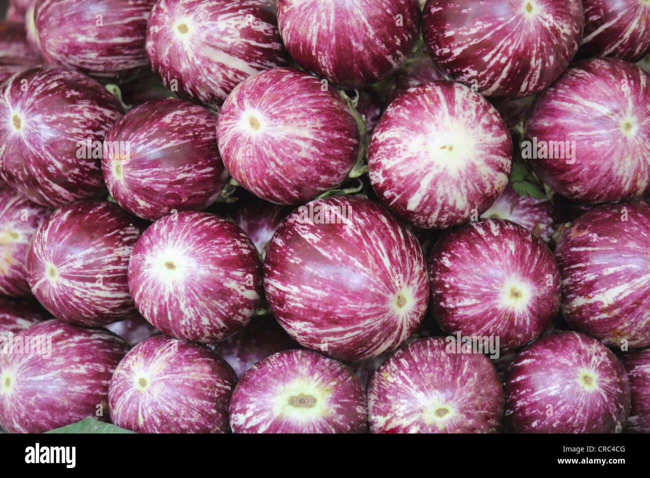 Brinjal (Solanum melongena - also known as egg plant) for sale in market at Pune, India Stock Photo