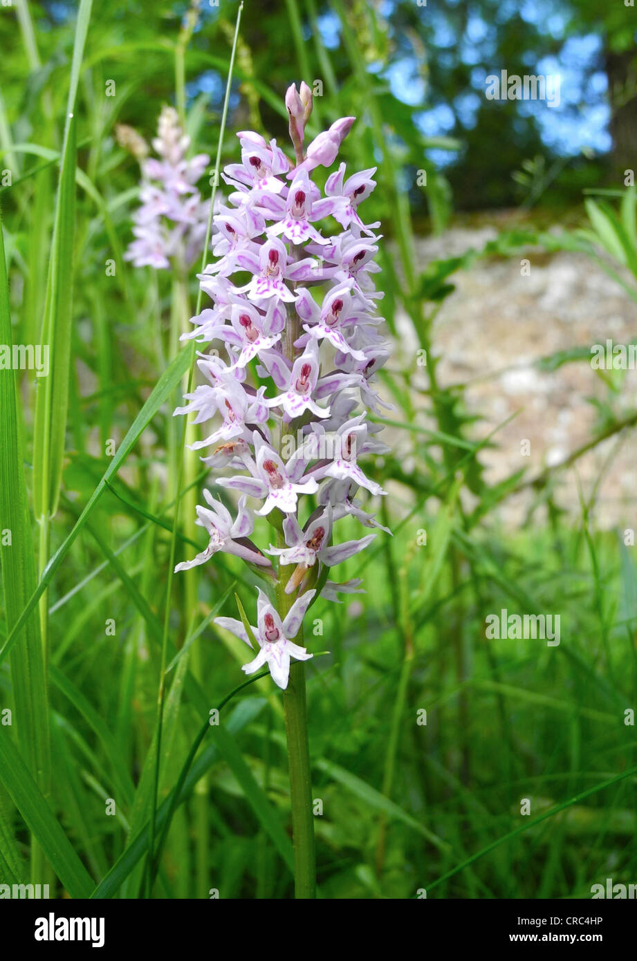 The Common Spotted-orchid (Dactylorhiza fuchsii) is a commonly occurring species of European orchid. Stock Photo