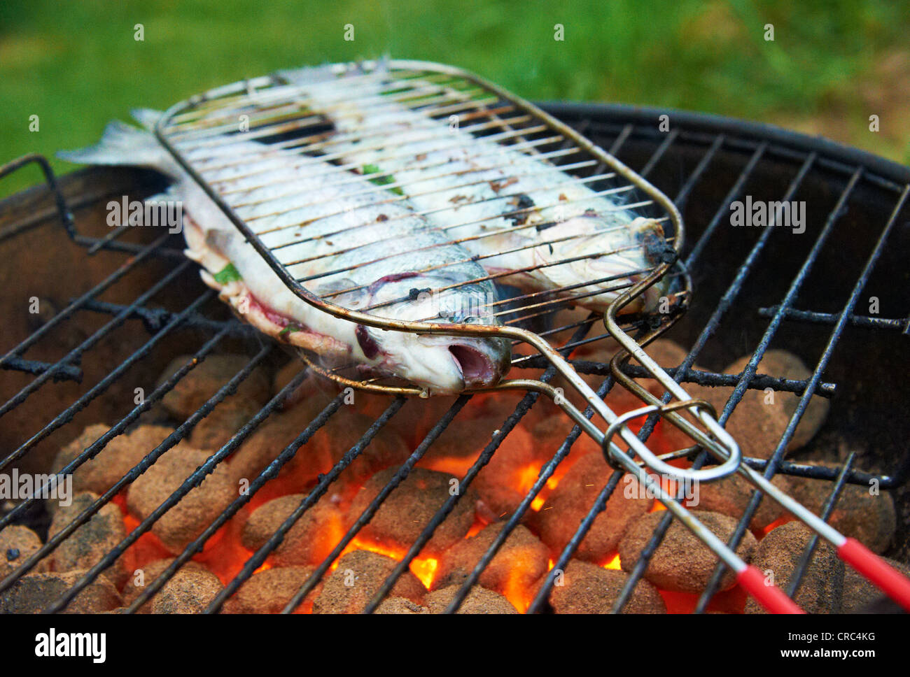 Grilled fresh trout, charcoal grill outside Stock Photo Alamy