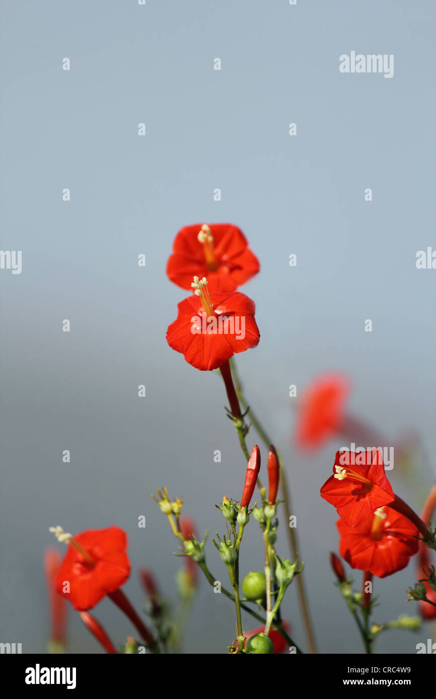 Scarlet Morning Glory (Ipomoea hederifolia) flower Stock Photo