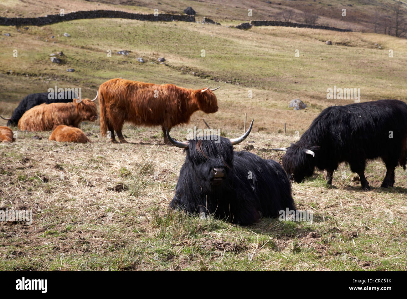 herd of red and black highland cattle glencoe highlands scotland uk Stock Photo