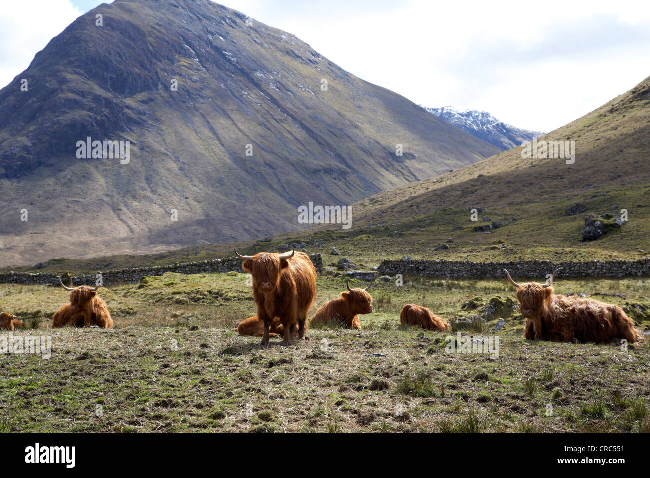 herd of red highland cattle glencoe highlands scotland uk Stock Photo ...