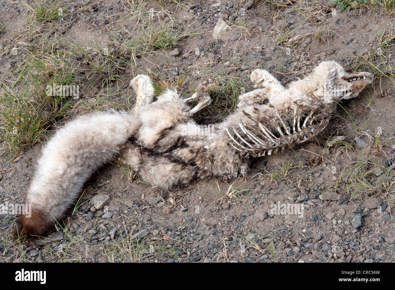 Patagonian grey fox (Dusicyon griseus) dead Estancia Bon Accord El Calafate Santa Cruz Province Southern Patagonia Argentina Stock Photo
