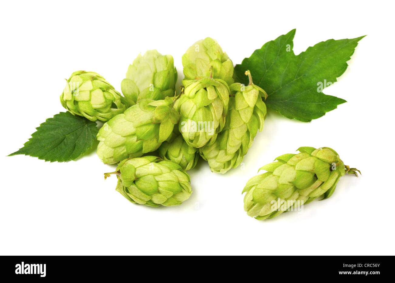 Pile of green hop cones isolated on white Stock Photo