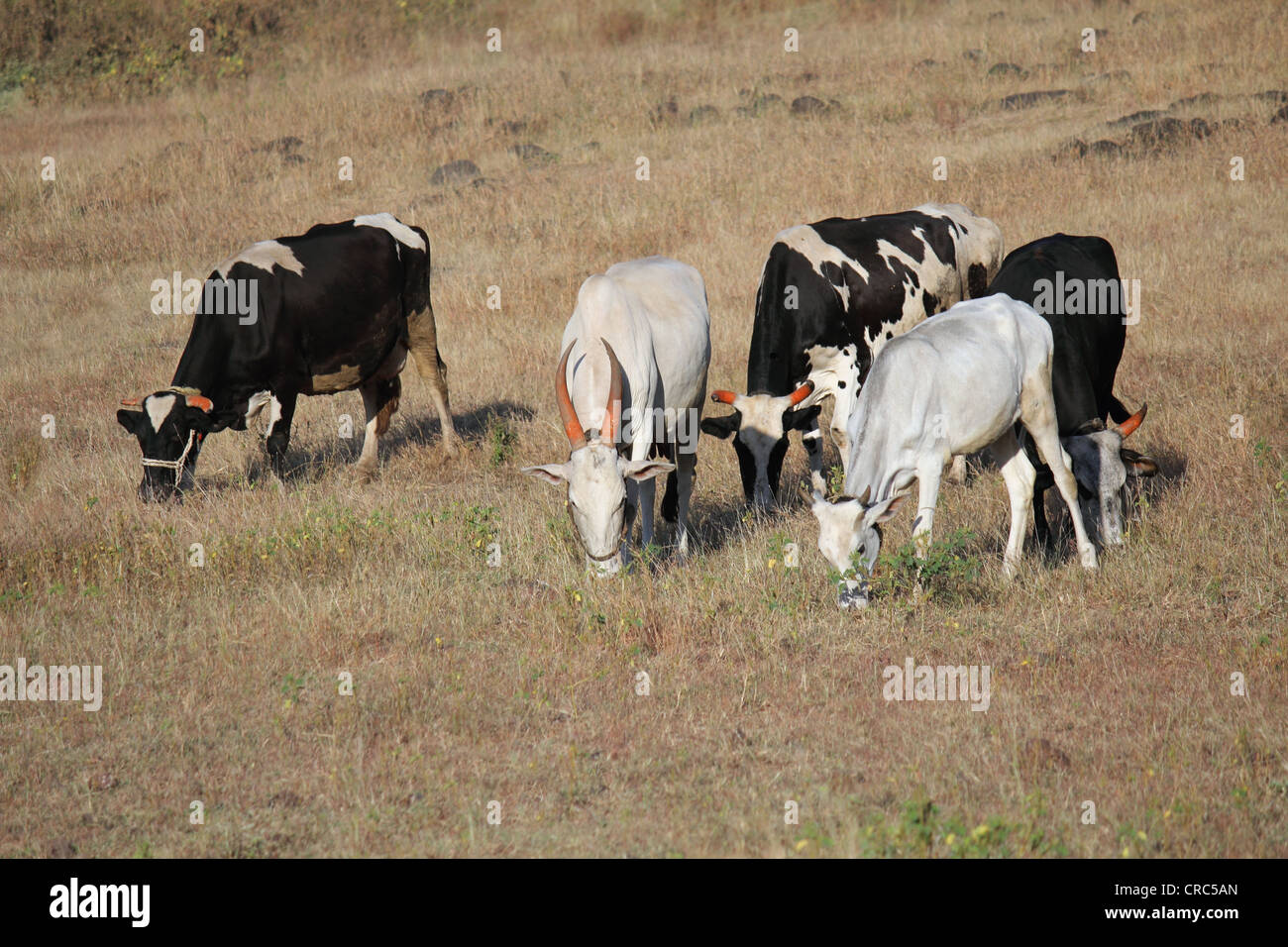 Cattle poster hi-res stock photography and images - Alamy