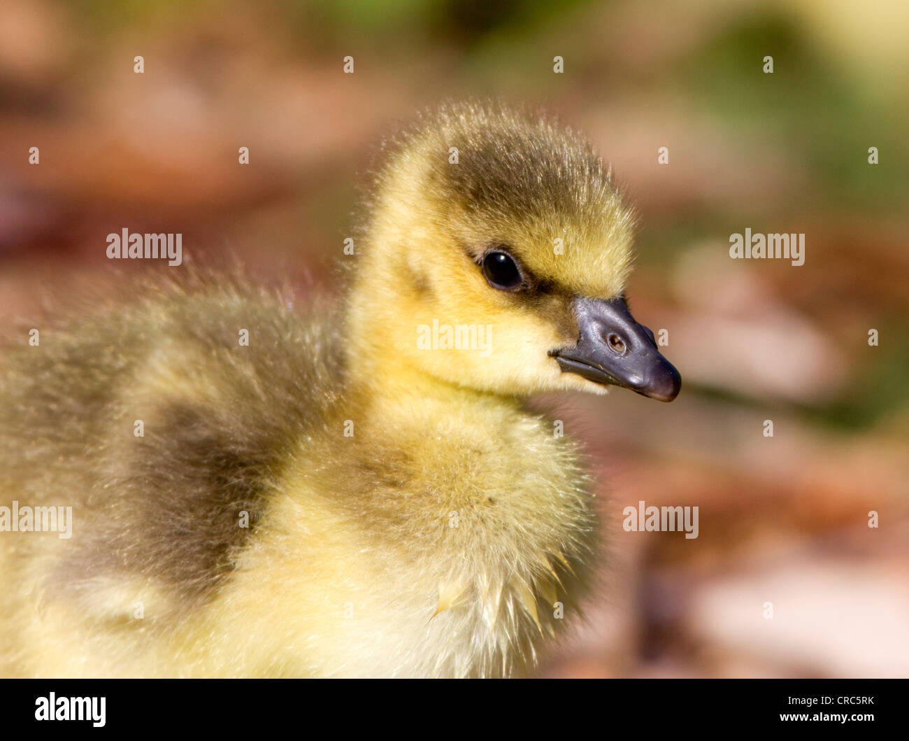 Goose and gosling hi-res stock photography and images - Alamy
