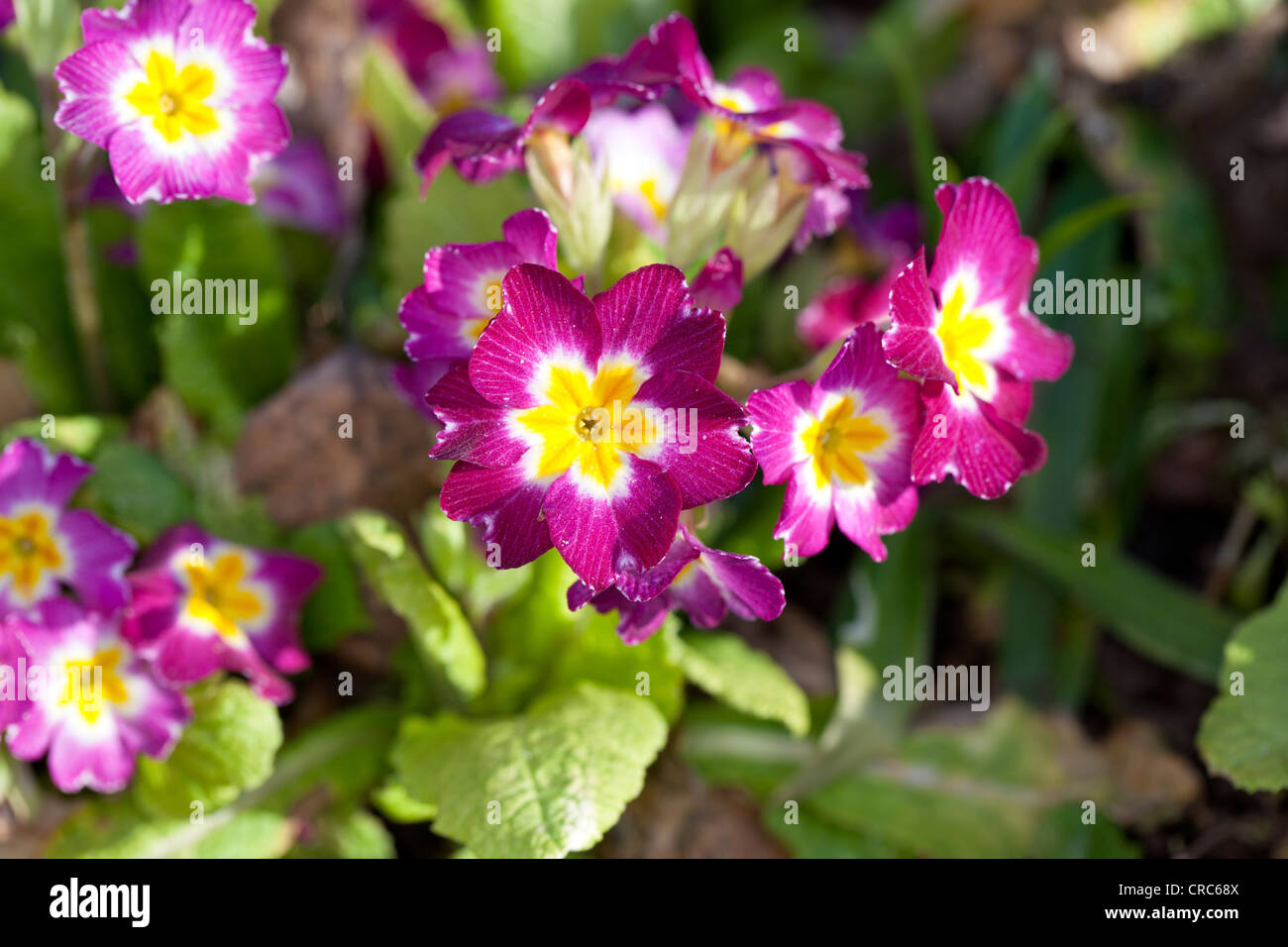 Common primrose (Primula vulgaris) Stock Photo