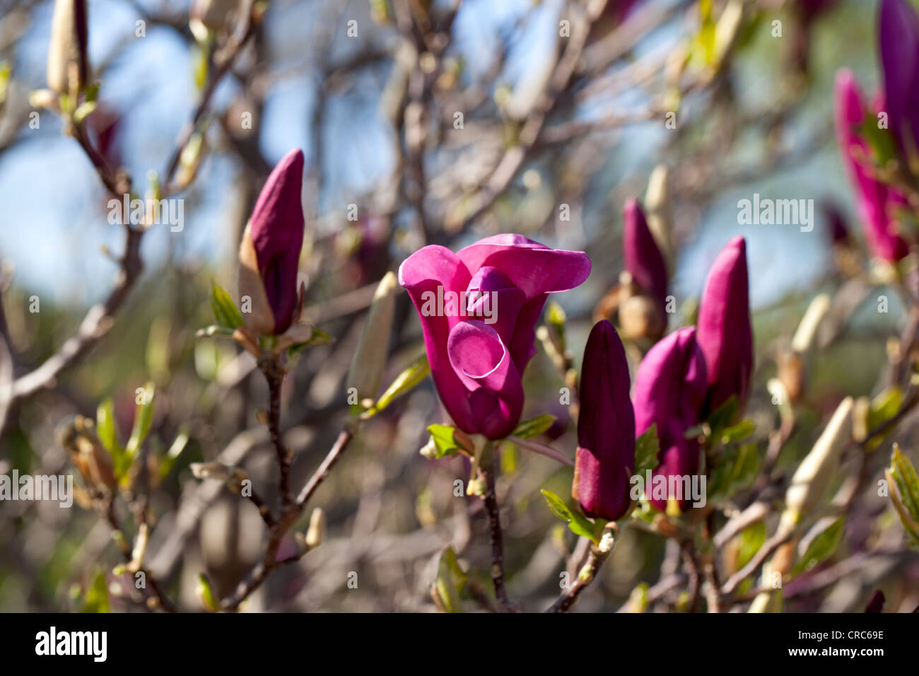 'Susan' Lily magnolia, Rosenmagnolia (Magnolia liliiflora) Stock Photo