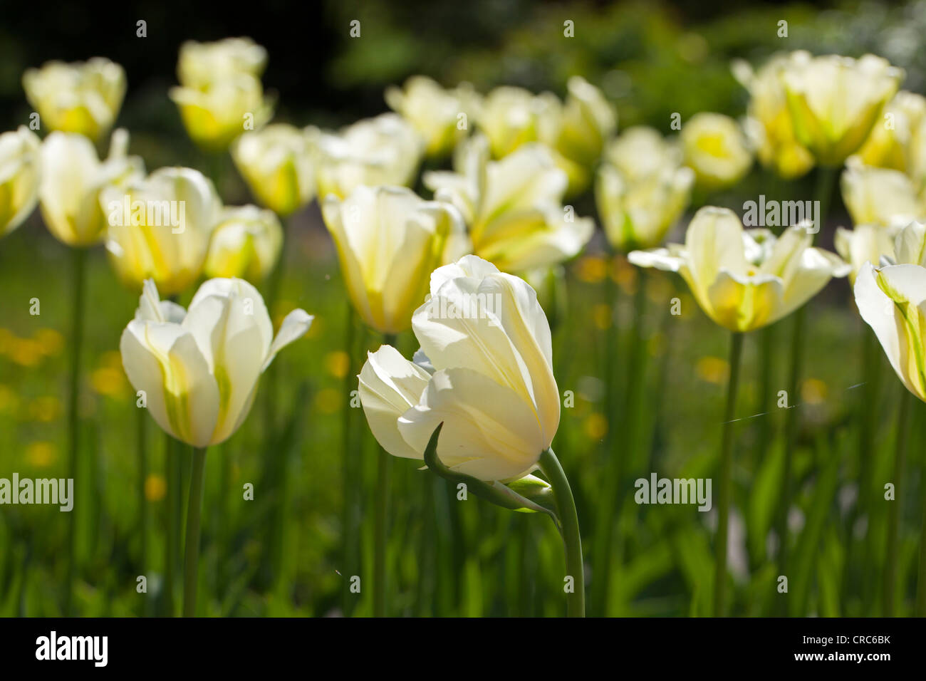 'Spring Green' Viridiflora Tulip, Viridifloratulpan (Tulipa gesneriana) Stock Photo