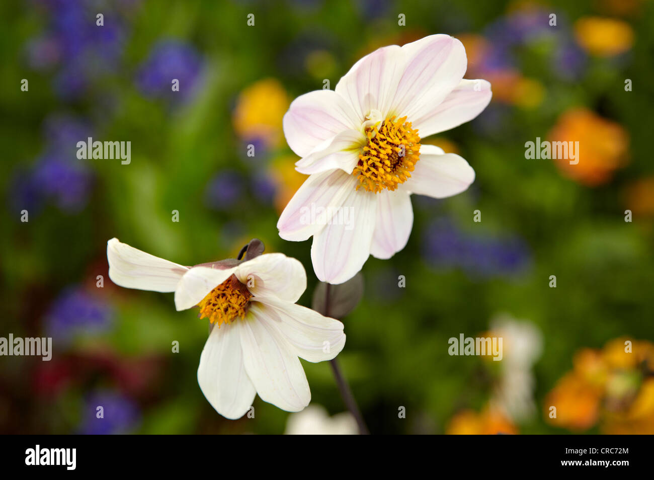Chelsea flower show gardens hi-res stock photography and images - Alamy