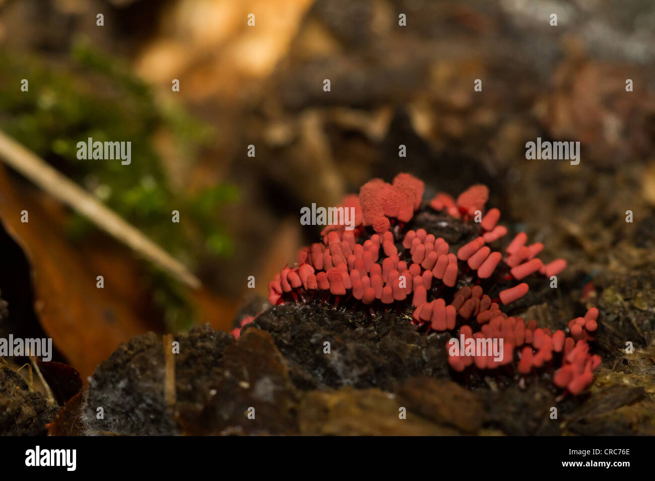 A tiny, bright red fungus, no larger than 3 millimeters, grows from a treestump in English woodland Stock Photo