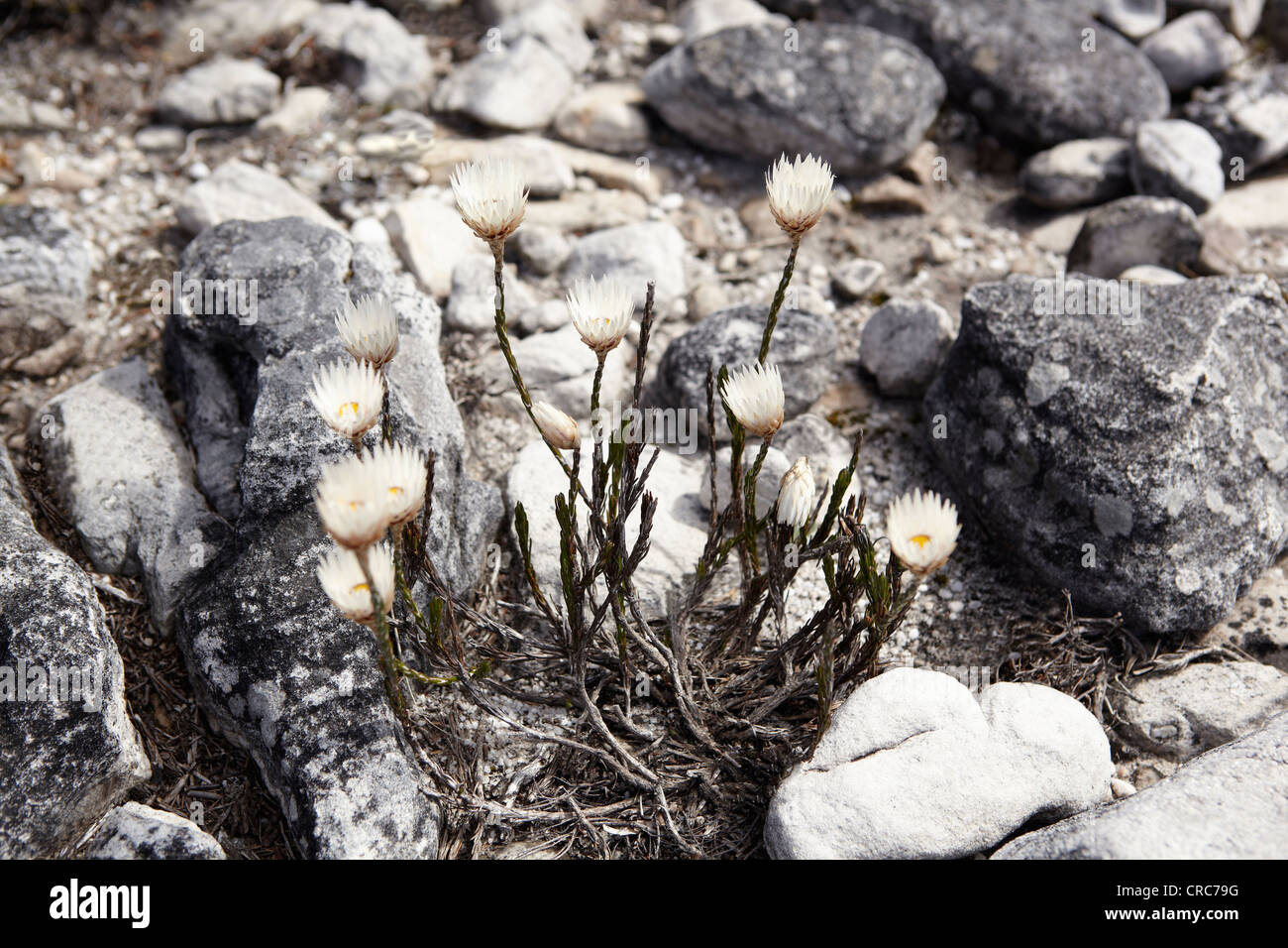 Rock blooming hires stock photography and images Alamy