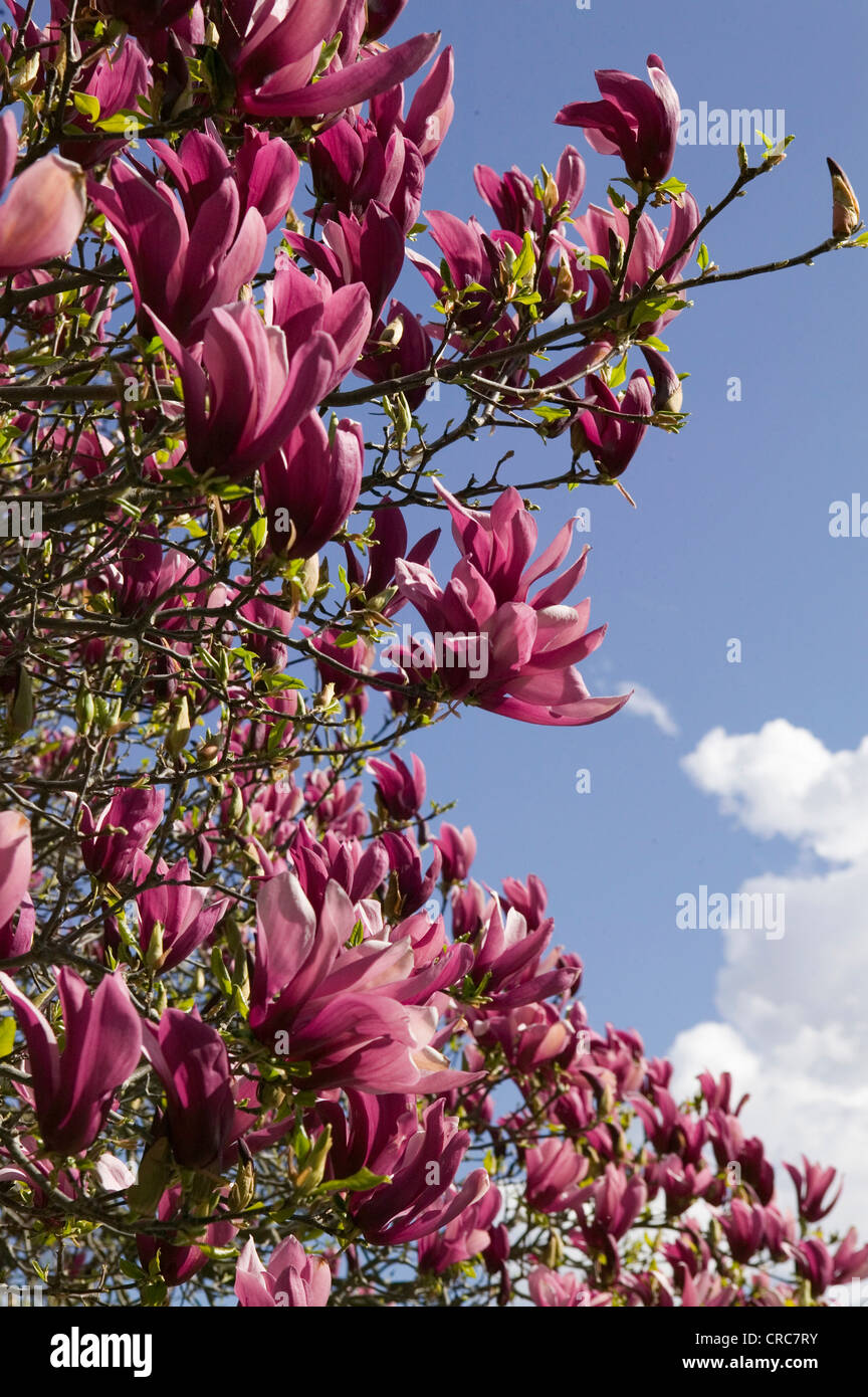 Purple tree flowers blossoming in hi-res stock photography and images ...