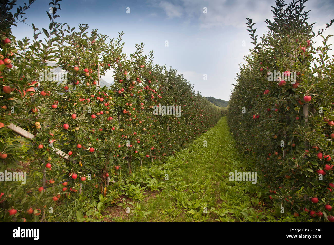 Fruit growing on trees in orchard Stock Photo Alamy