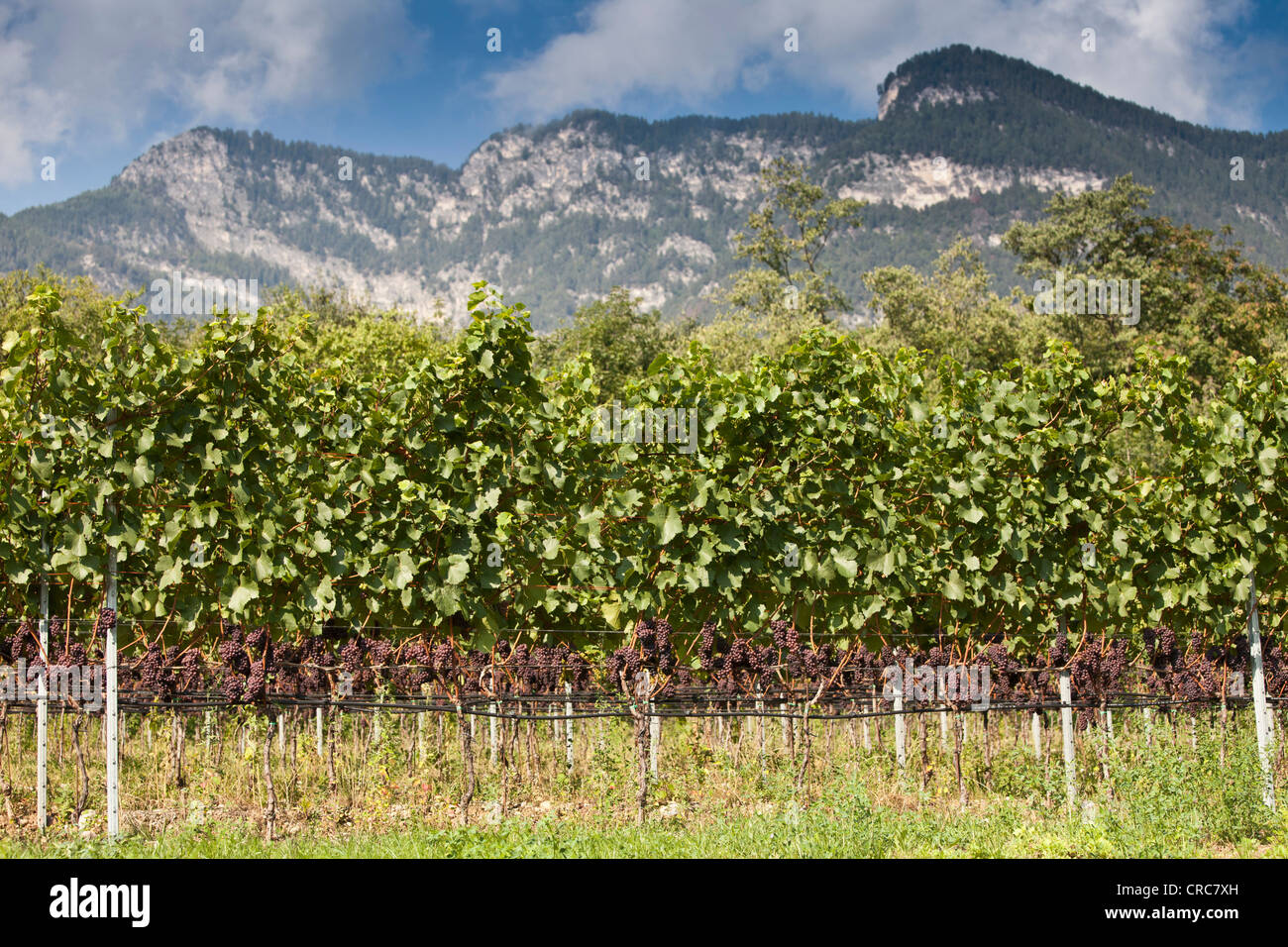 Vines in rural vineyard Stock Photo