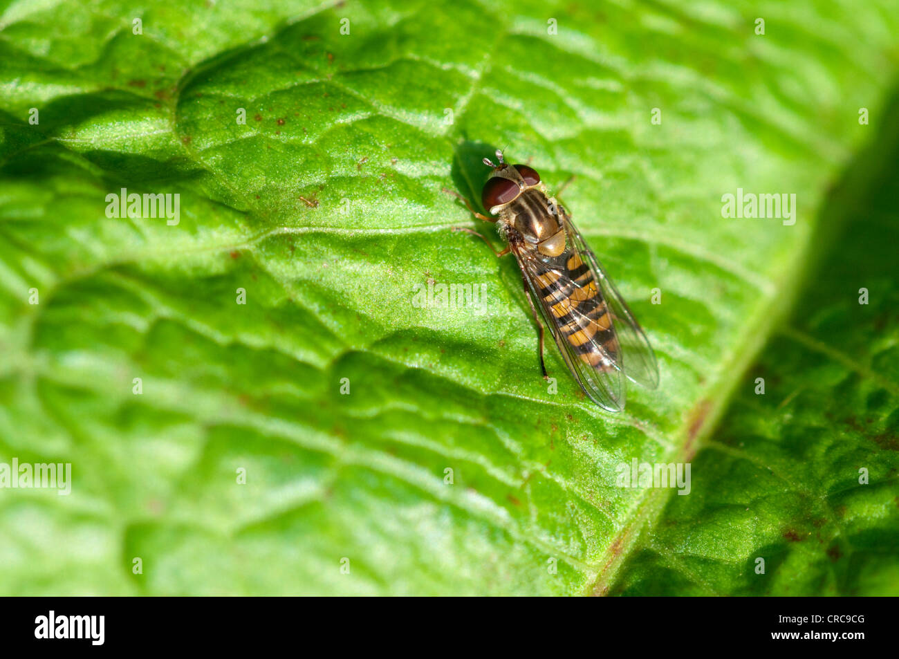 A hover-fly on a green leaf UK Stock Photo