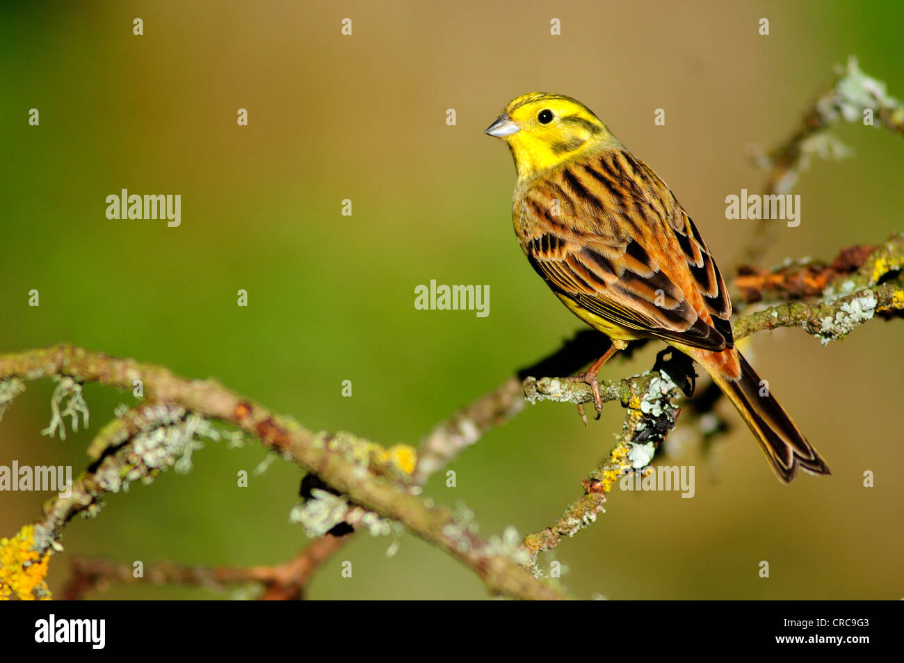 A male yellowhammer on a lichen covered twig UK Stock Photo