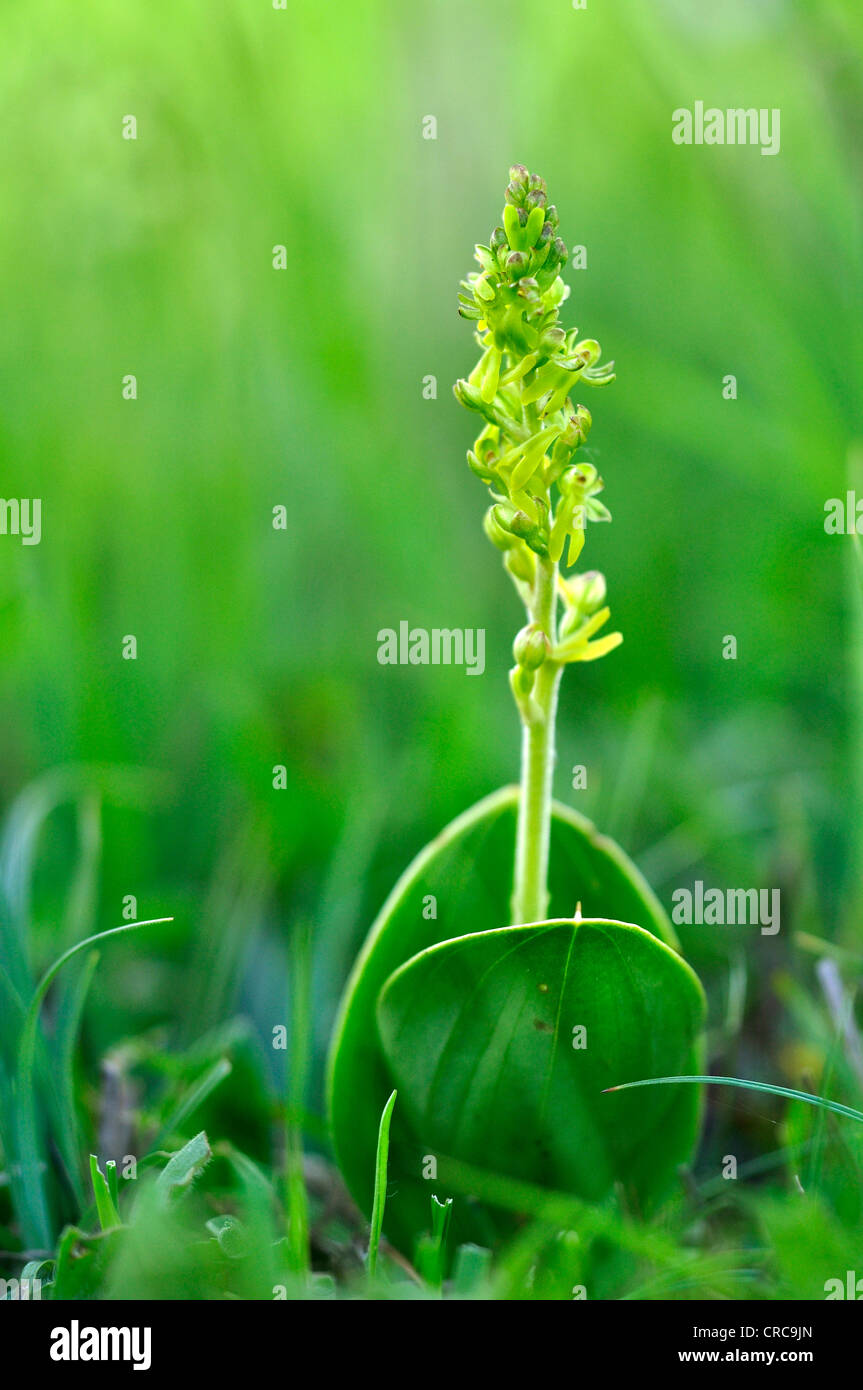 A single twayblade flower, a perennial orchid UK Stock Photo