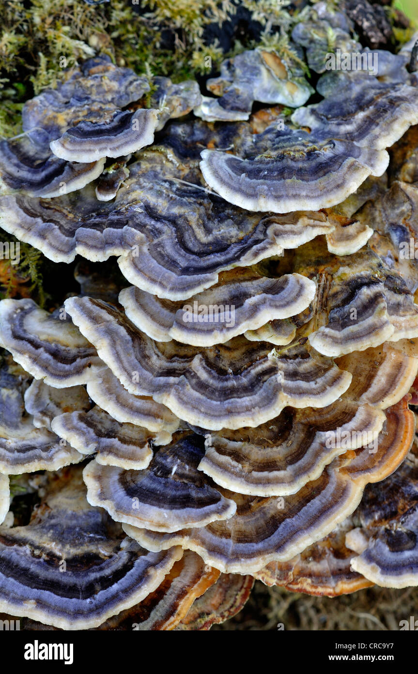 An example of many-zoned polypore, a bracket fungus UK Stock Photo