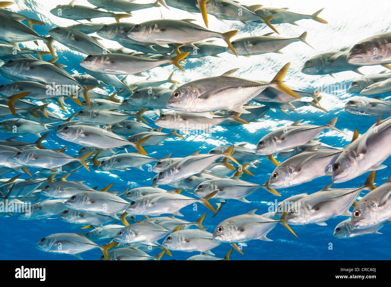 A large school of Horse-eye Jacks at a divesite in Turks & Caicos Stock Photo