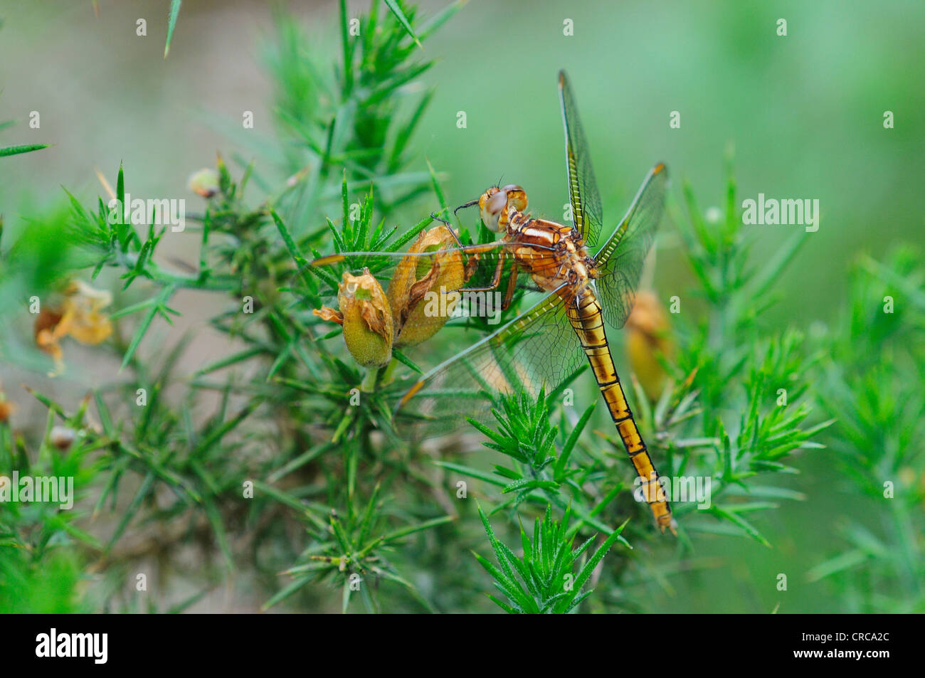 A keeled skimmer dragonfly at rest on gorse UK Stock Photo - Alamy