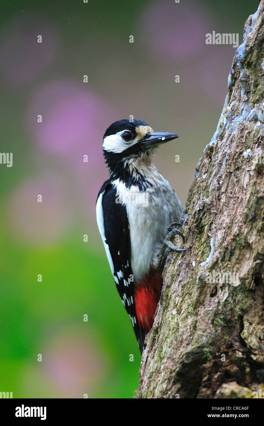 Great Spotted Woodpecker Uk Female High Resolution Stock Photography