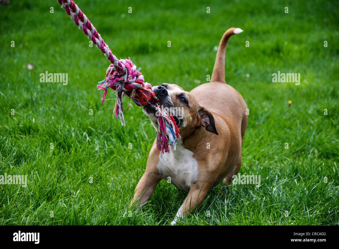 dog pull rope