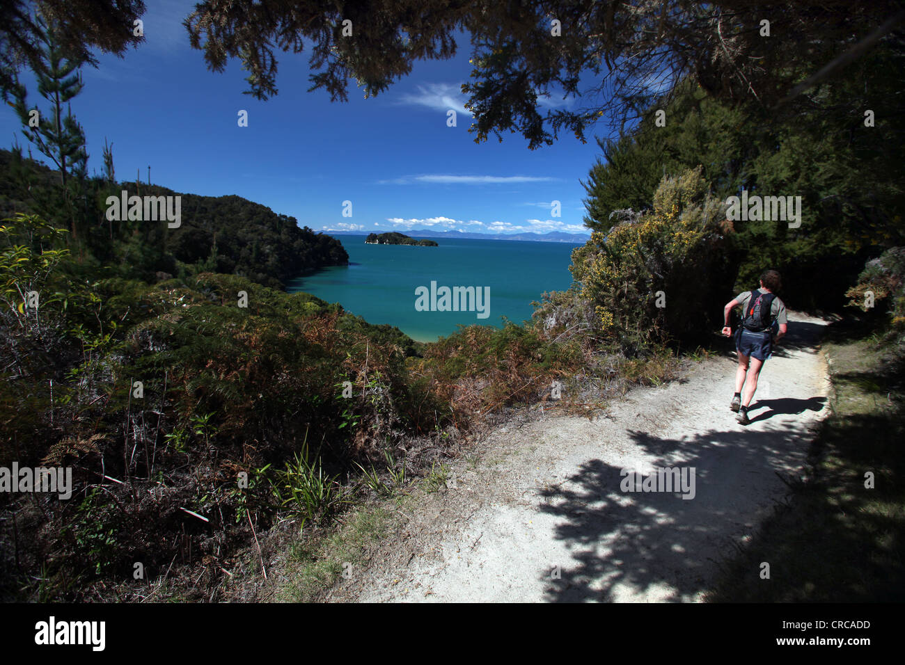 Runner competing in the Abel Tasman Coastal Classic trail long distance