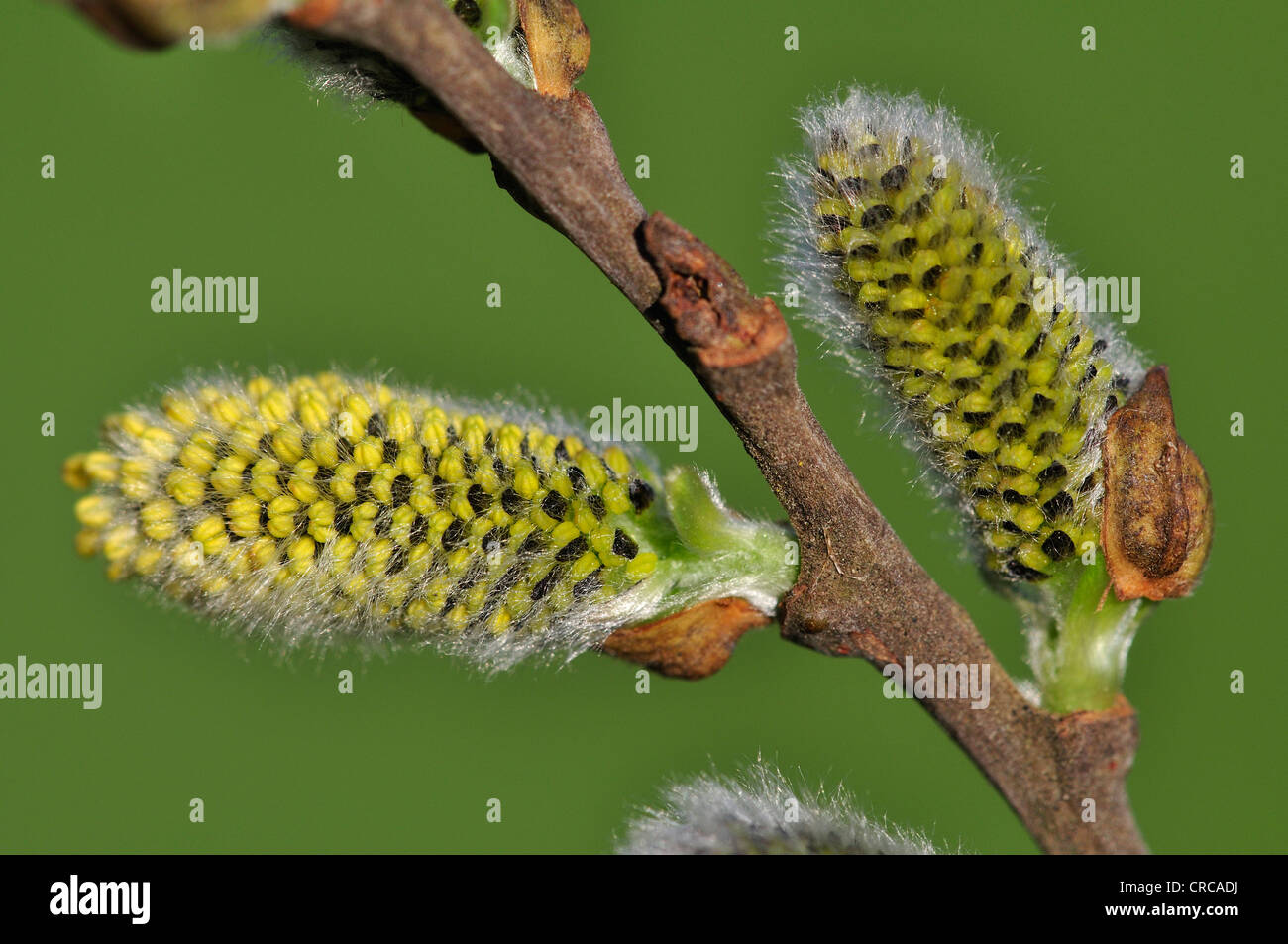 Grey willow catkin flowers in Spring UK Stock Photo