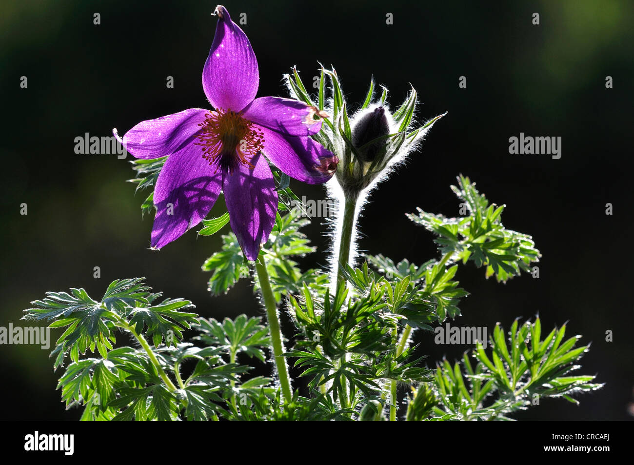 A perennial anemone pulsatilla backlit UK Stock Photo