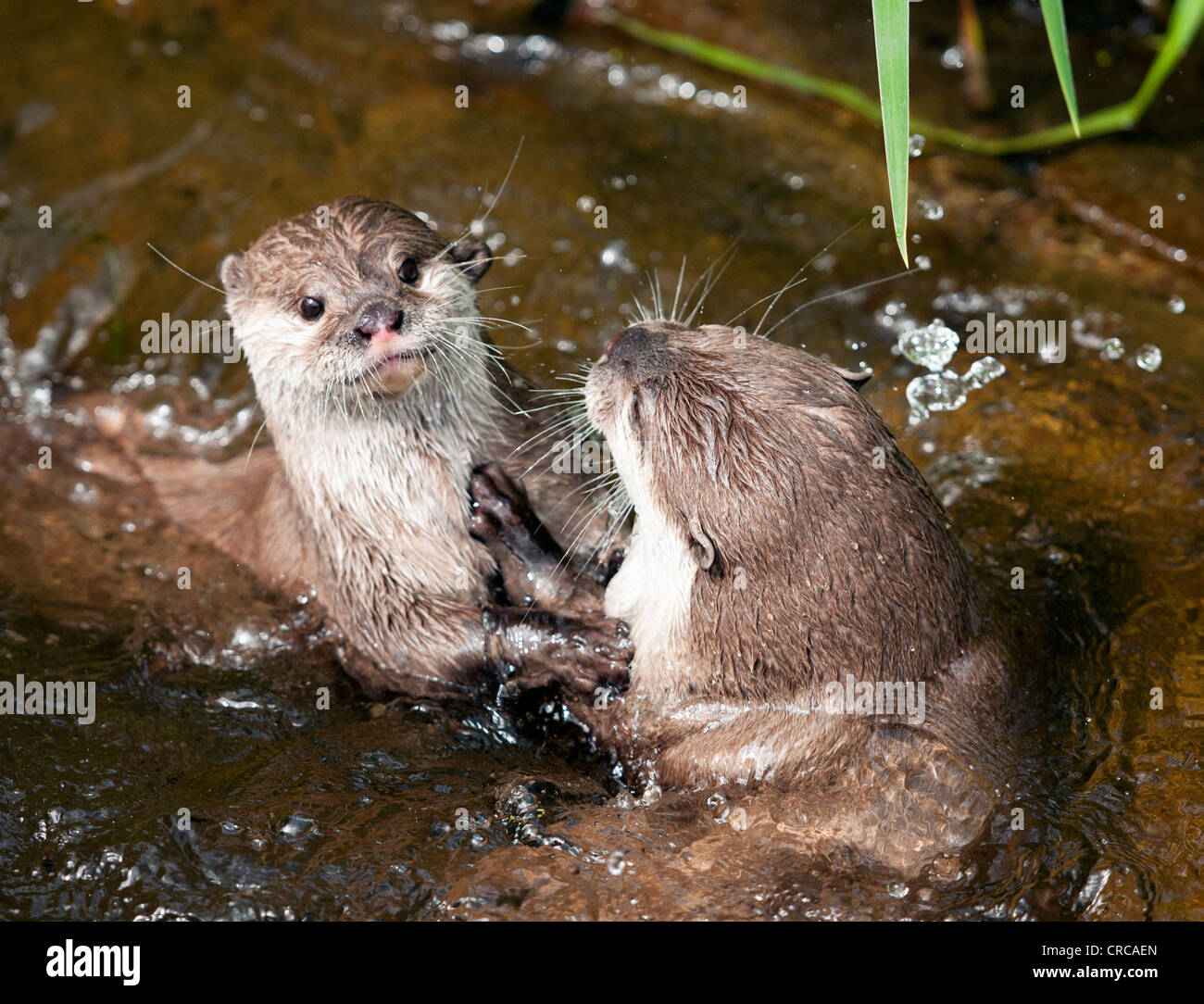 Otters play-fighting in water Stock Photo