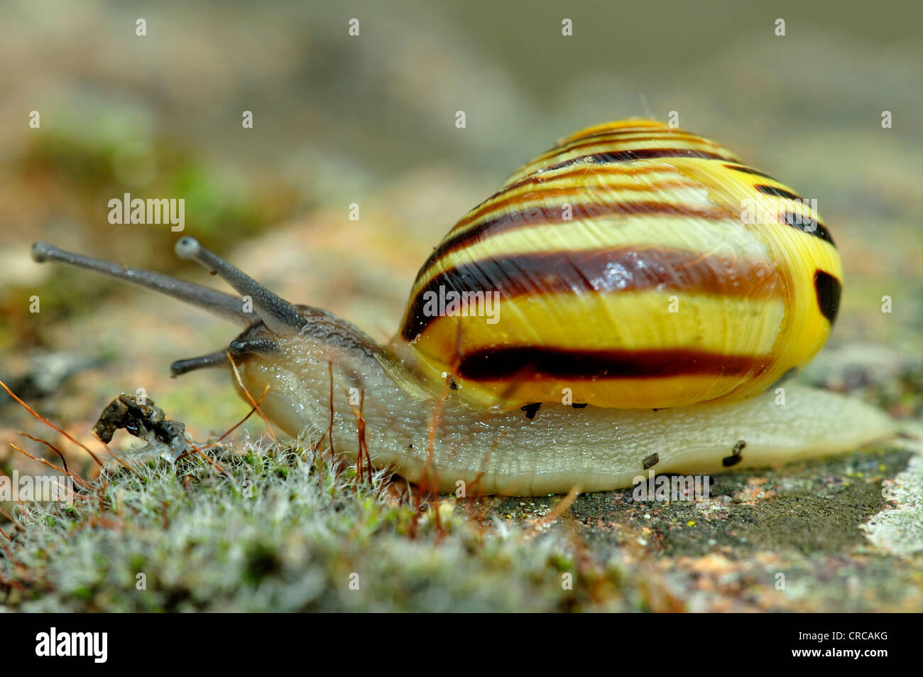 A banded snail in a garden UK Stock Photo Alamy
