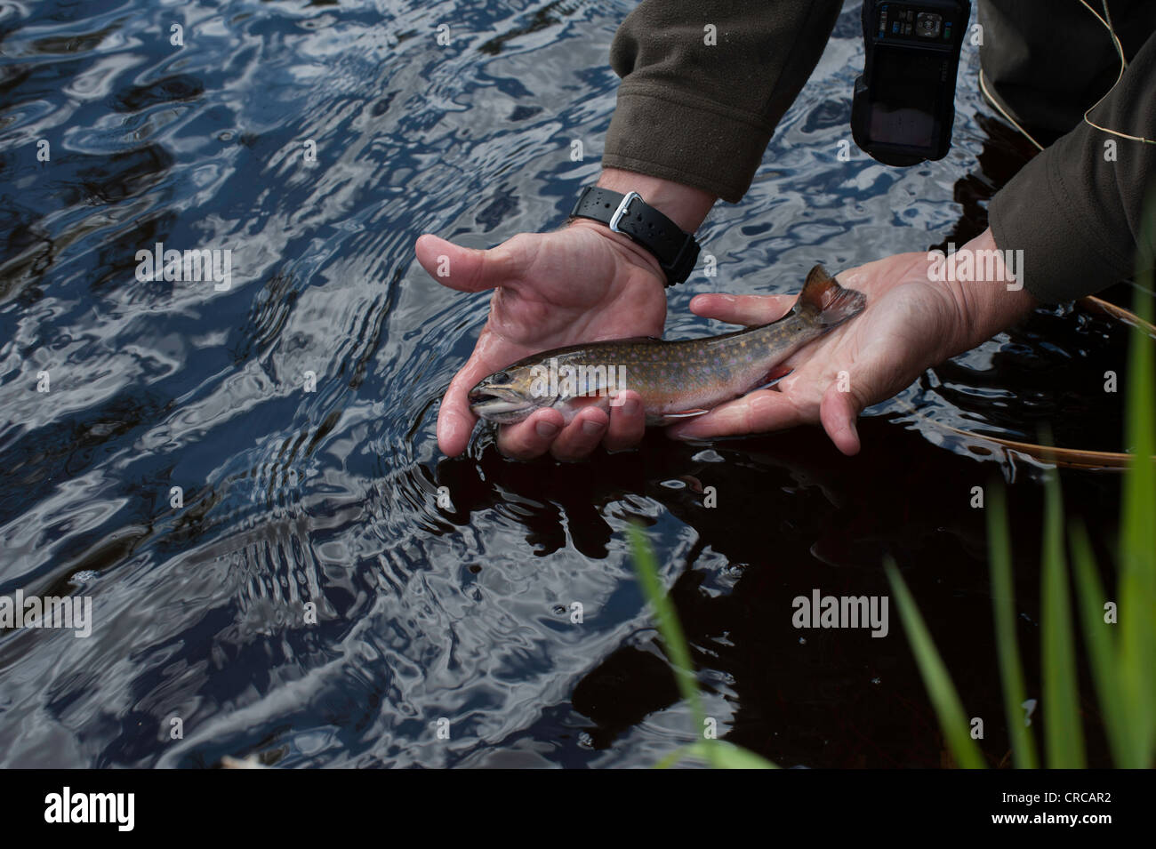 Fly fisherman displays the vivid colors of this Wisconsin brook trout before releasing it back into the stream. Stock Photo